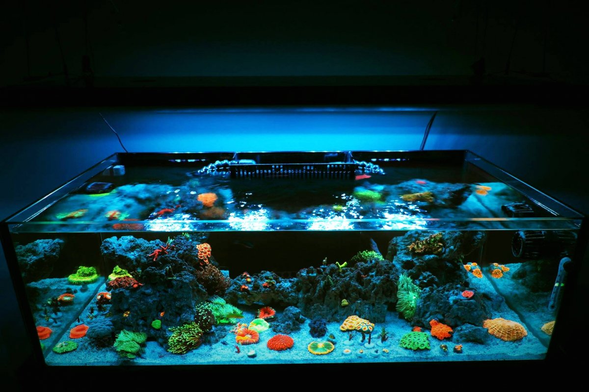 Reef Tank.jpg