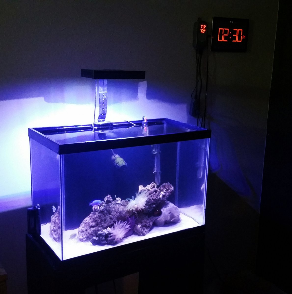 Reef Tank.jpg