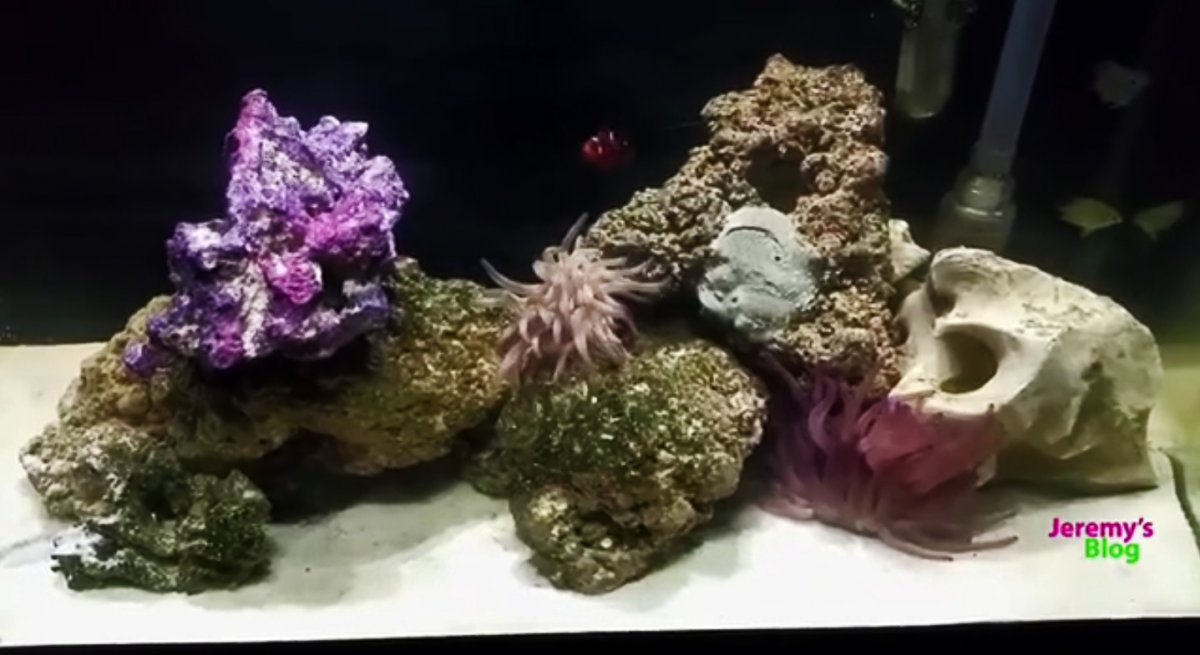 Reef Tank.jpg