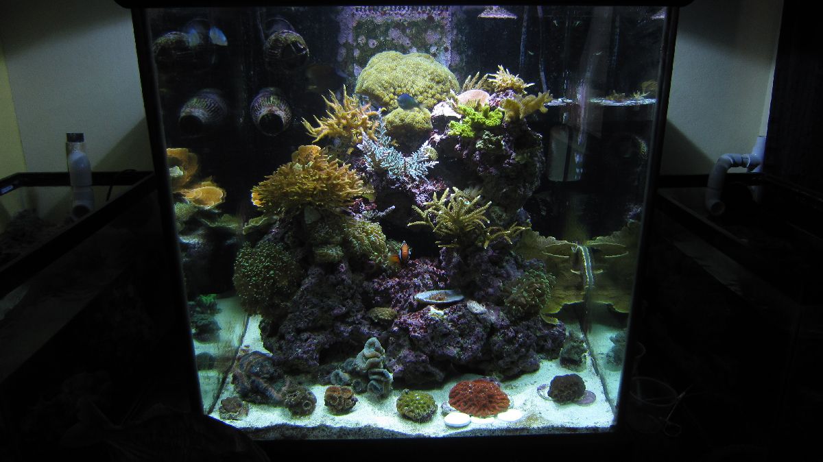 REEF00003.jpg