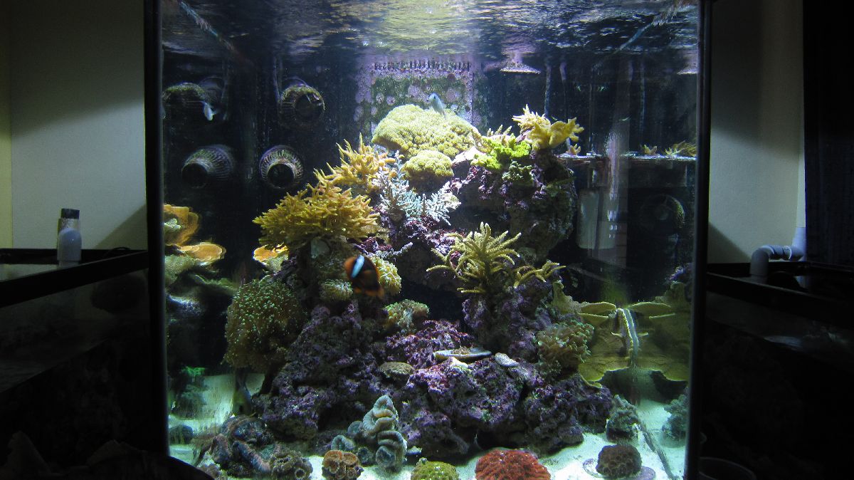 REEF00005.jpg