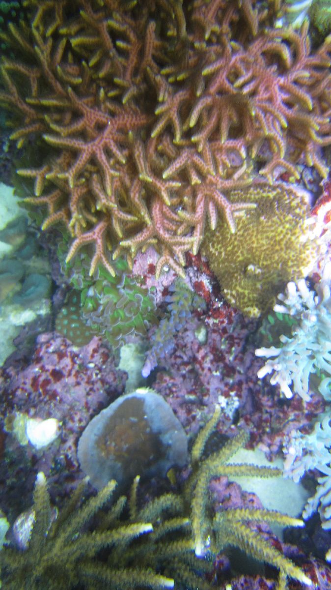 REEF00043.jpg