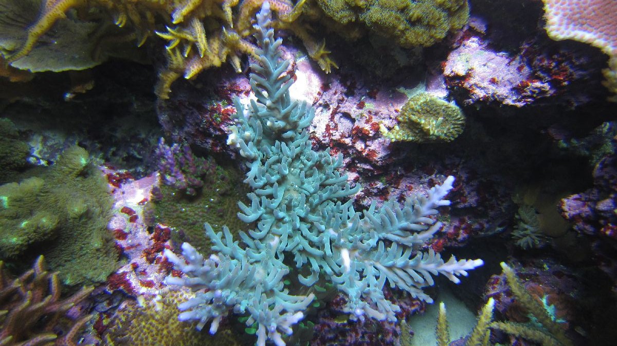 REEF00047.jpg