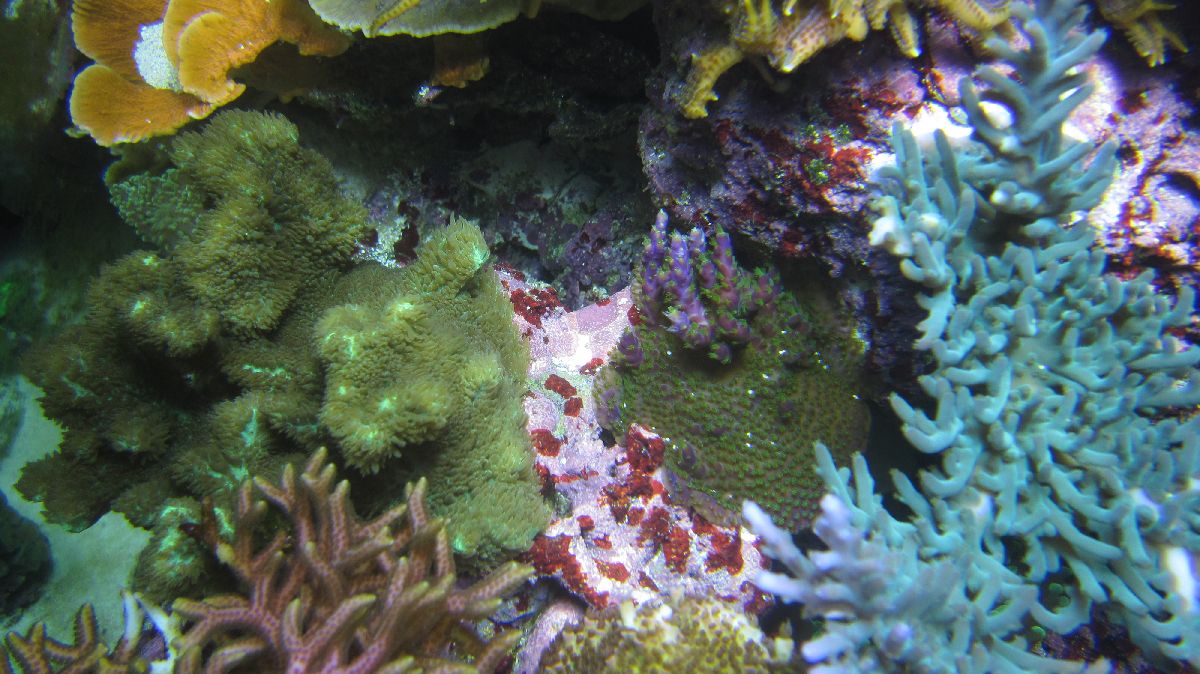 REEF00058.jpg