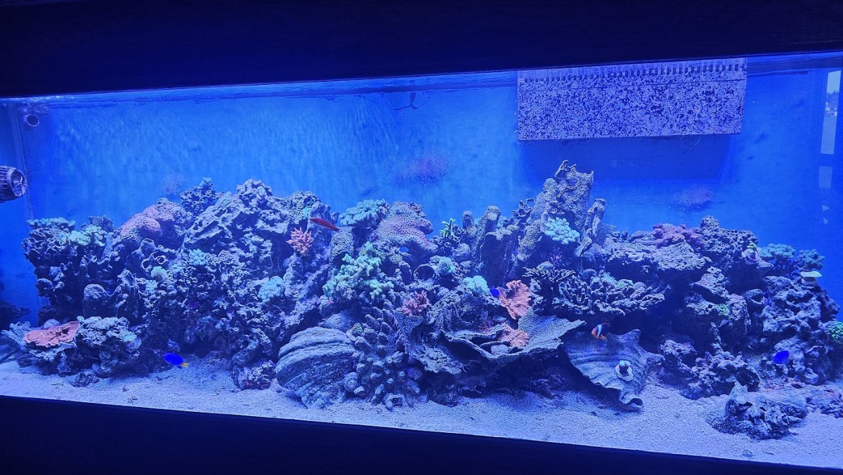 Reef02.jpg