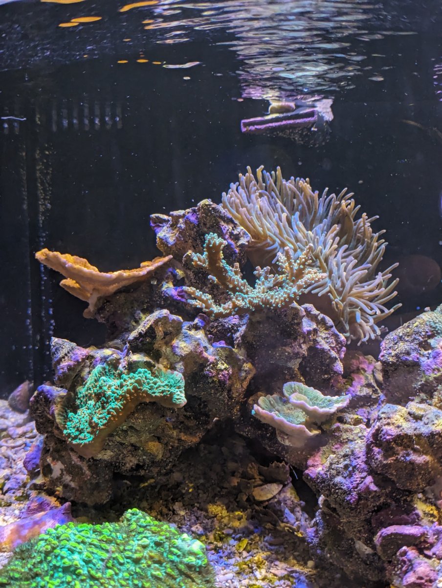 reef10.jpg