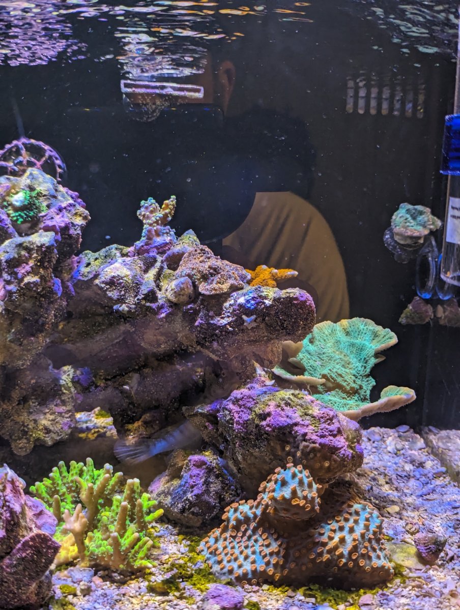 reef12.jpg