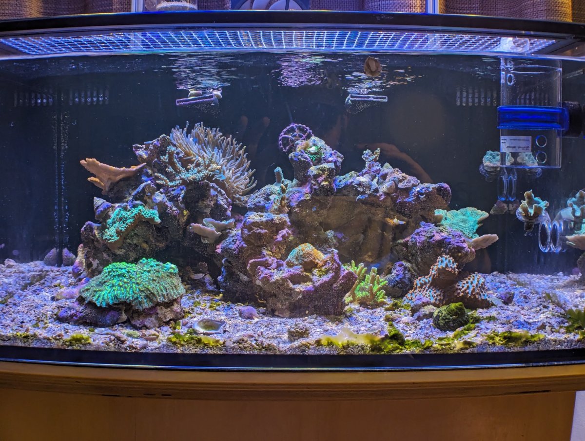 reef14.jpg