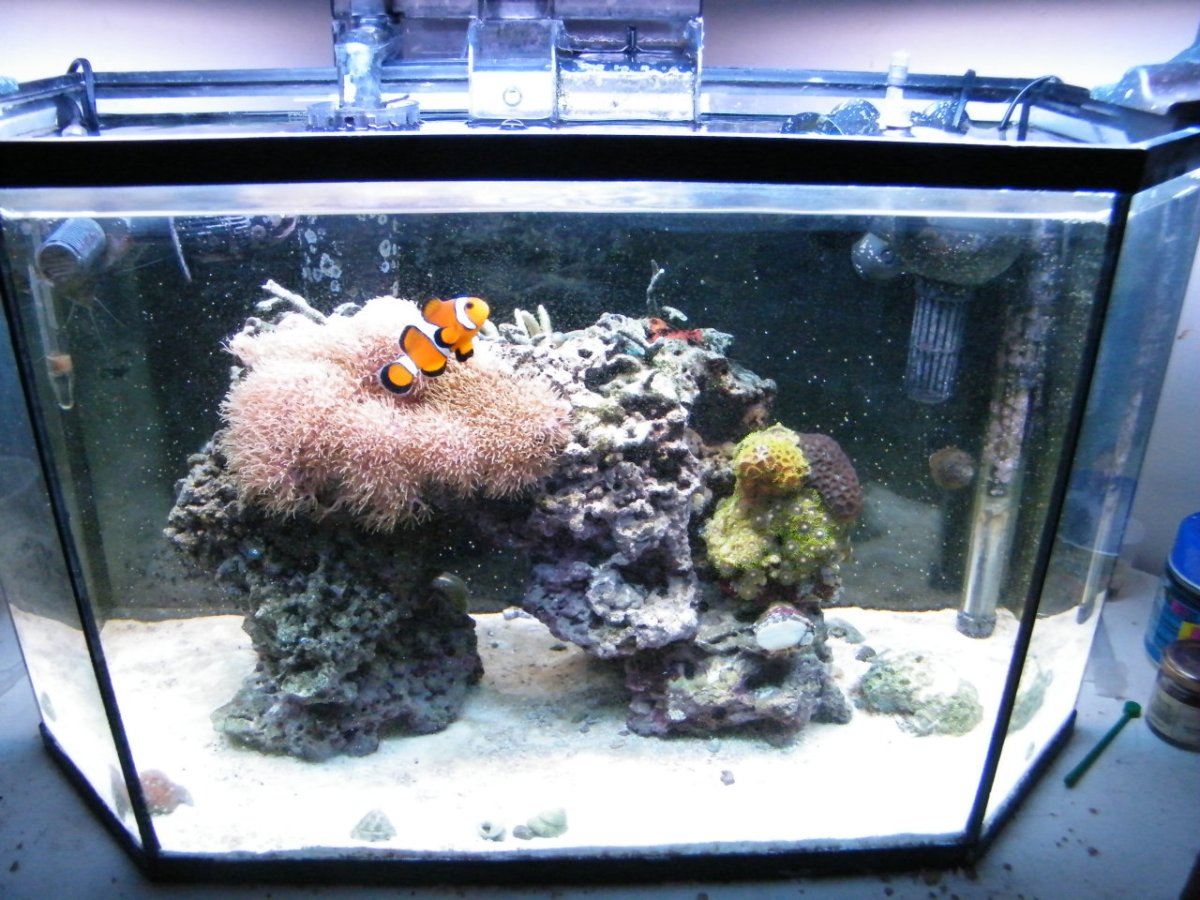 reef2011-closeup1.jpg