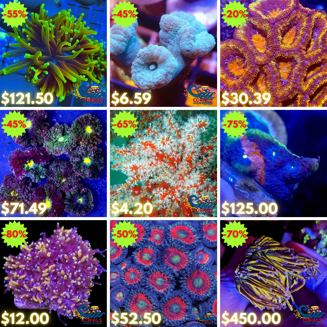 REEF2REEF COLLAGE (1).png