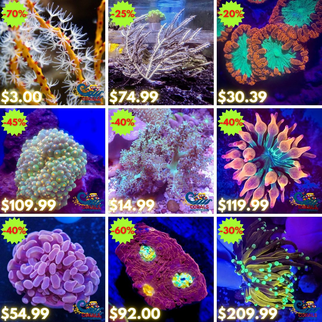 REEF2REEF COLLAGE (1).png