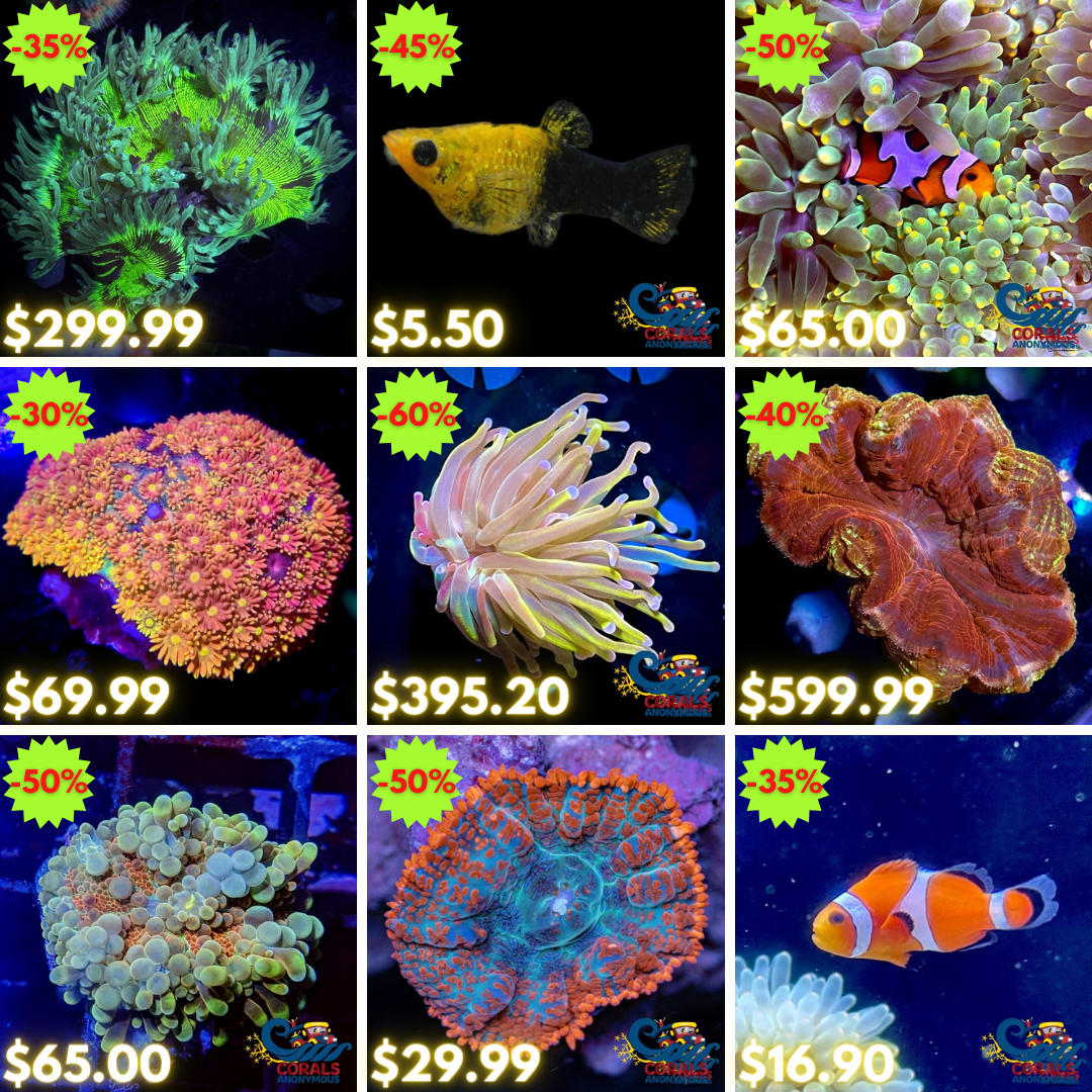 REEF2REEF COLLAGE (1).png