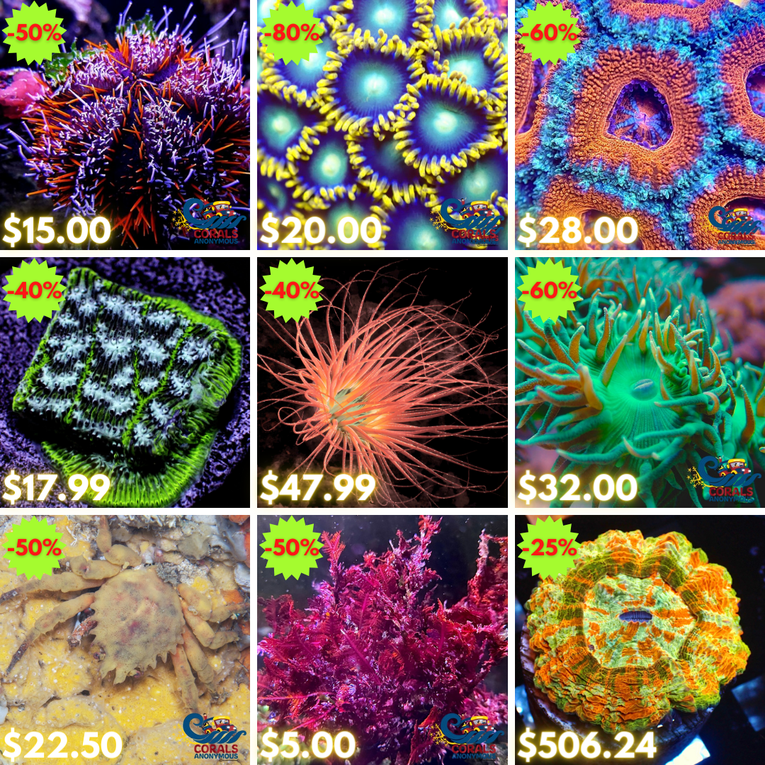 REEF2REEF COLLAGE (1).png