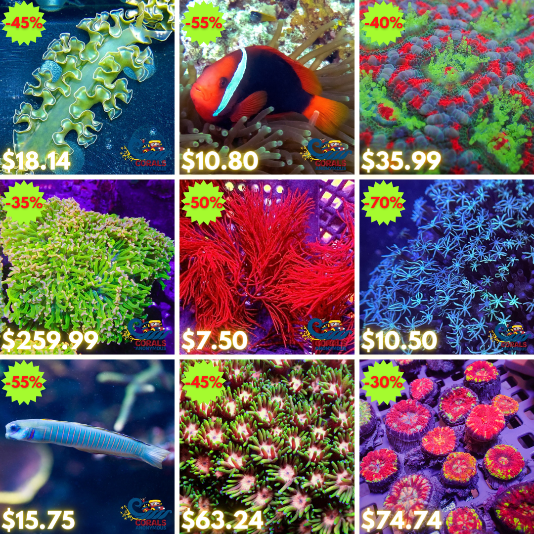 REEF2REEF COLLAGE (10).png