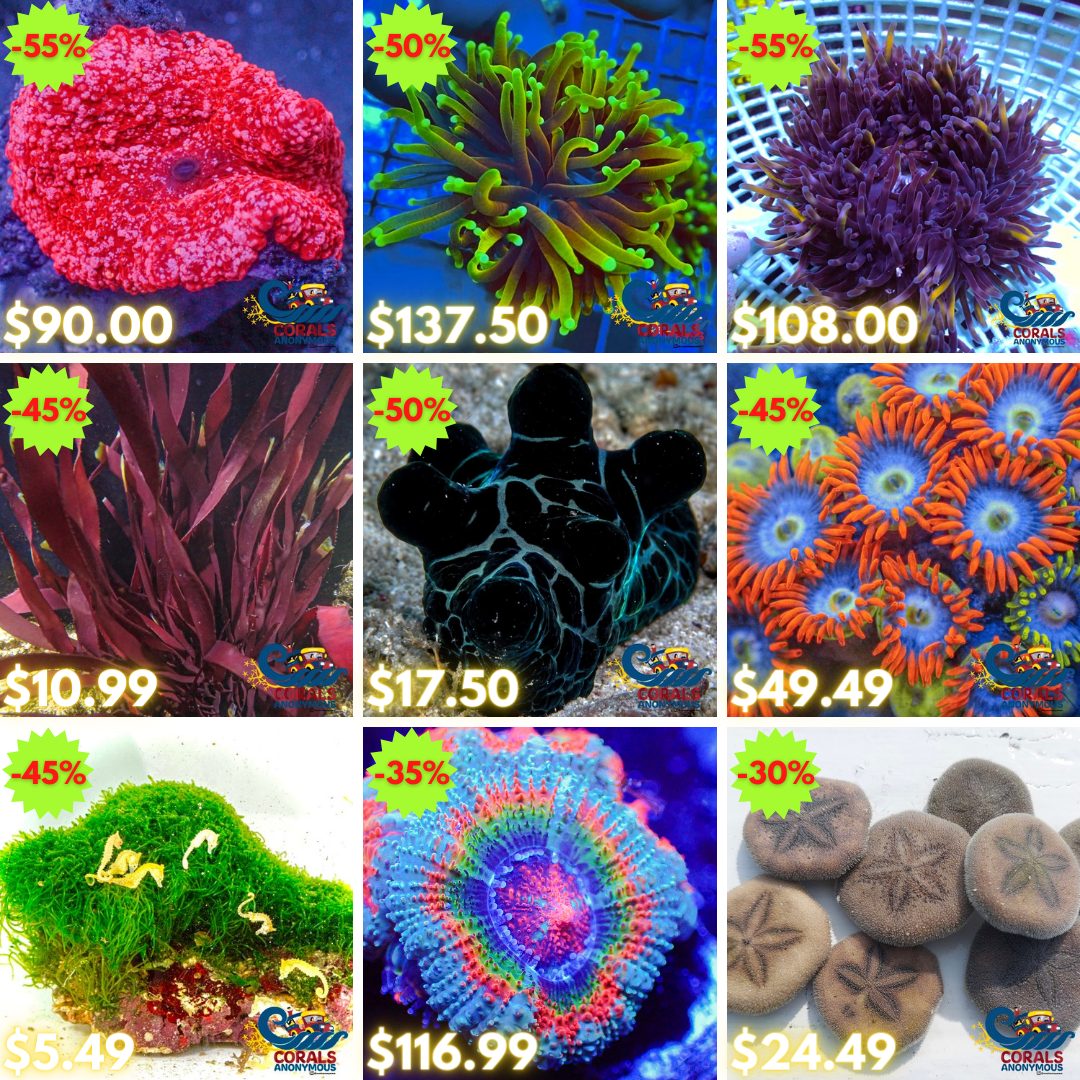 REEF2REEF COLLAGE (11).png