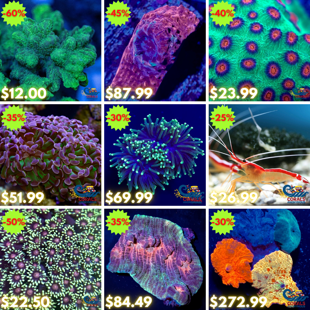 REEF2REEF COLLAGE (12).png