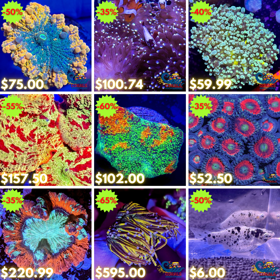 REEF2REEF COLLAGE (14).png