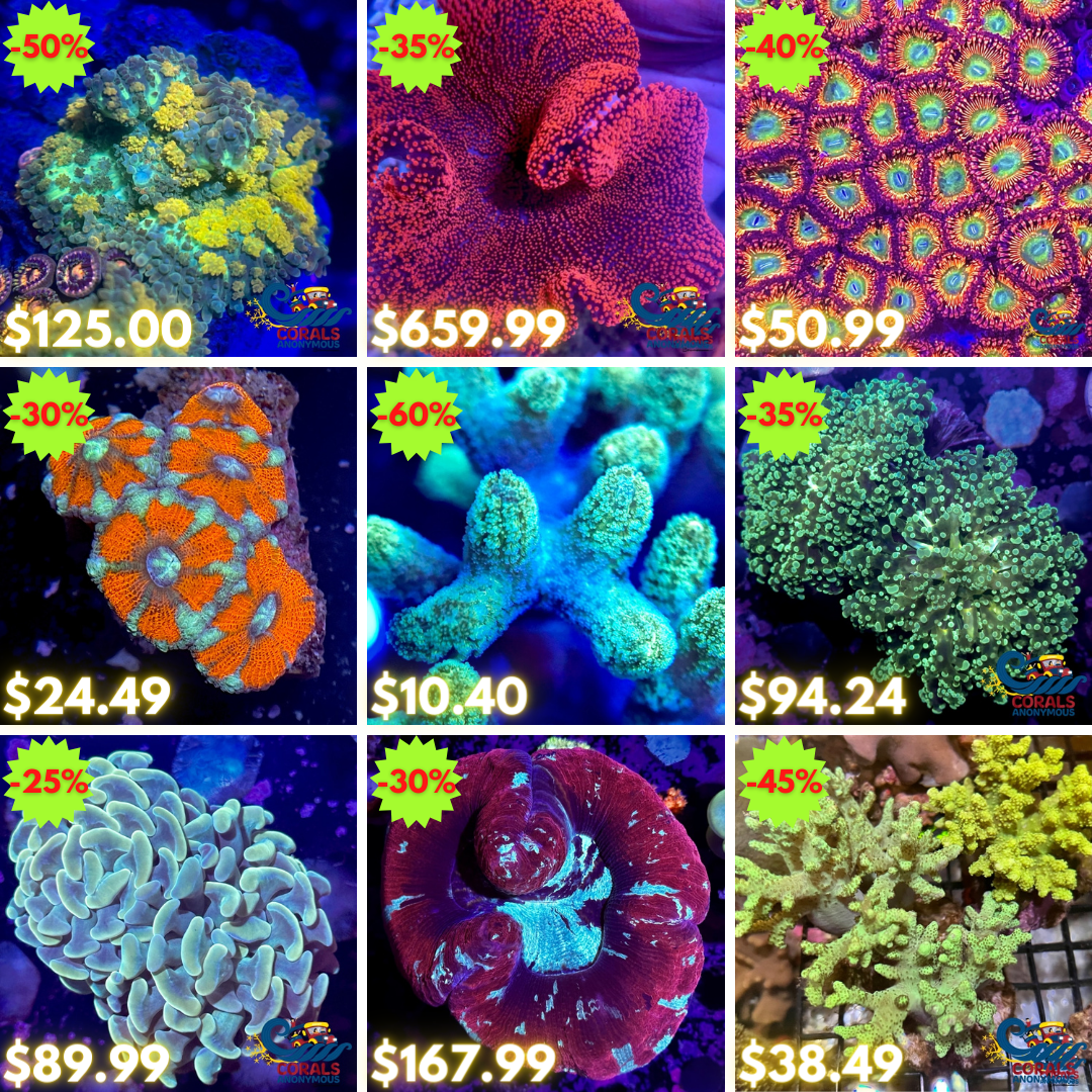 REEF2REEF COLLAGE (15).png