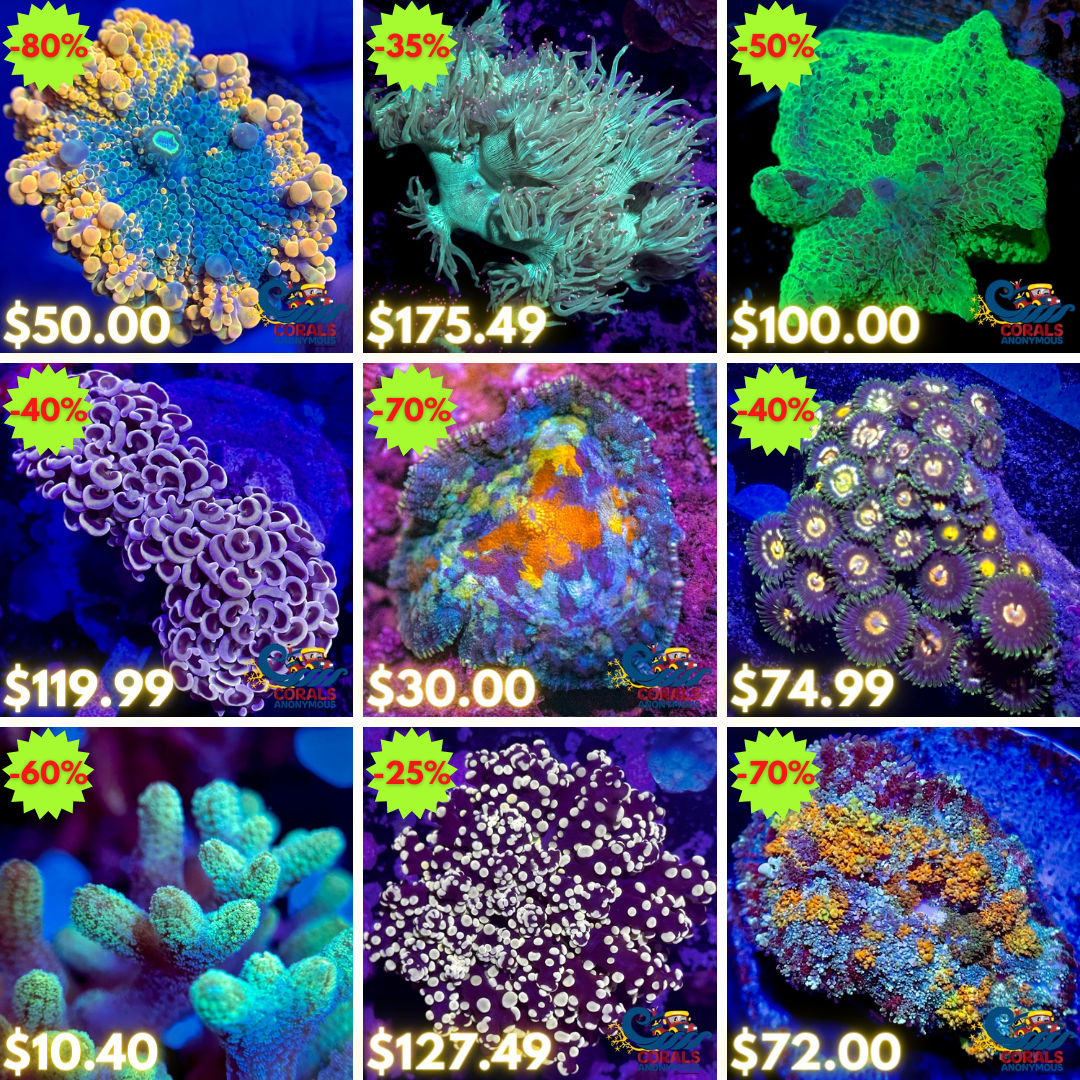 REEF2REEF COLLAGE (17).png