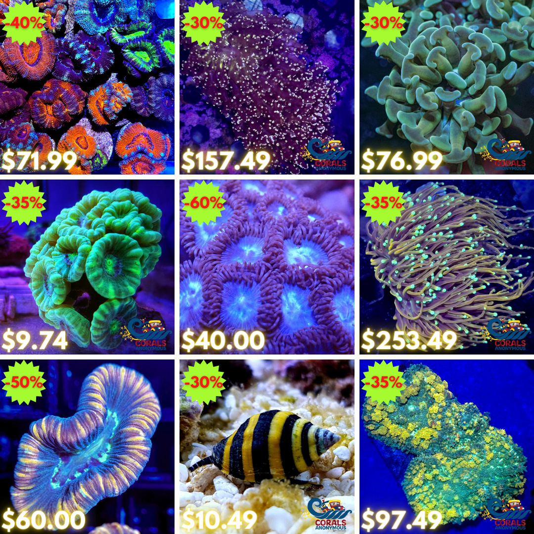 REEF2REEF COLLAGE (19).png