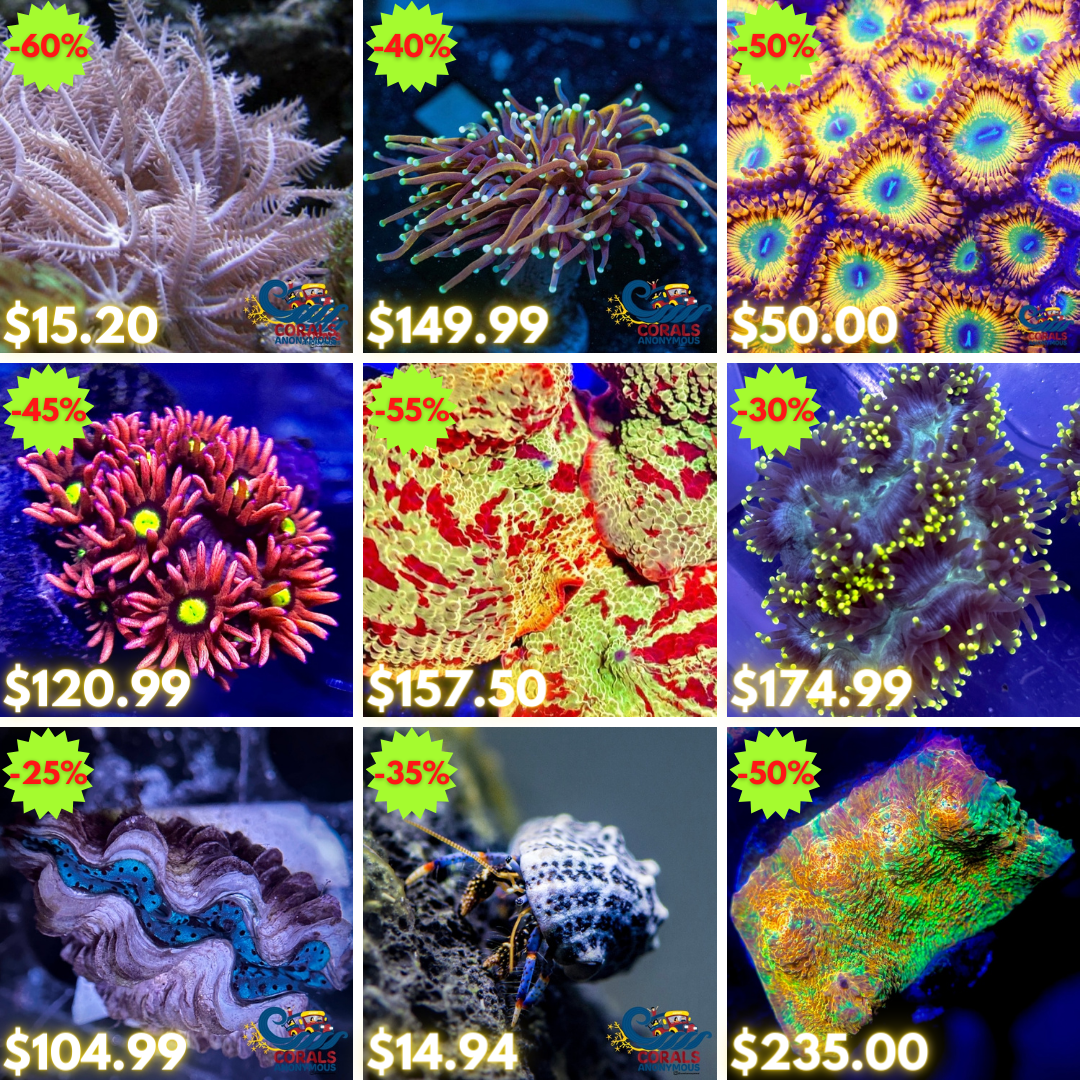 REEF2REEF COLLAGE (2).png