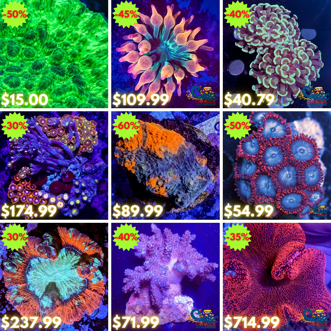 REEF2REEF COLLAGE (2).png