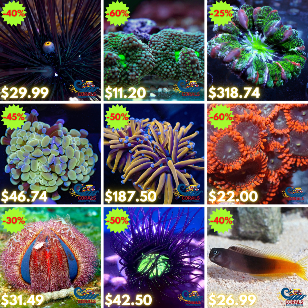 REEF2REEF COLLAGE (2).png