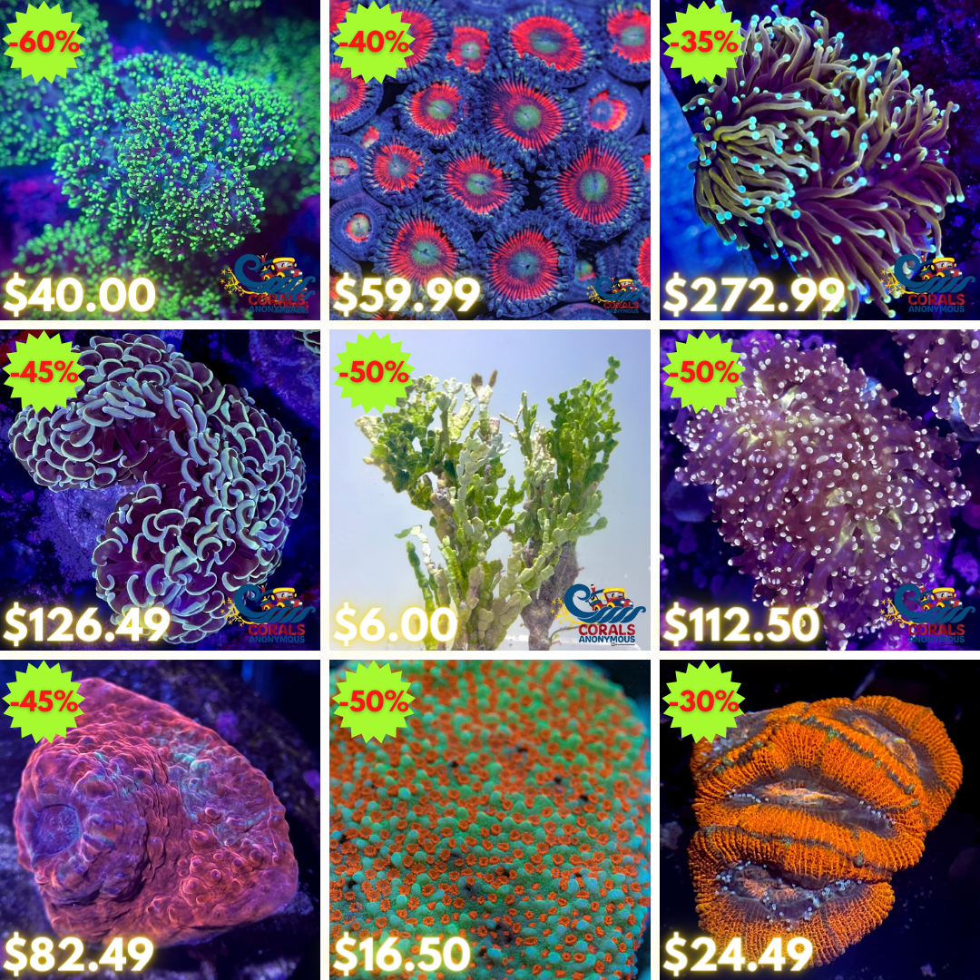 REEF2REEF COLLAGE (21).png