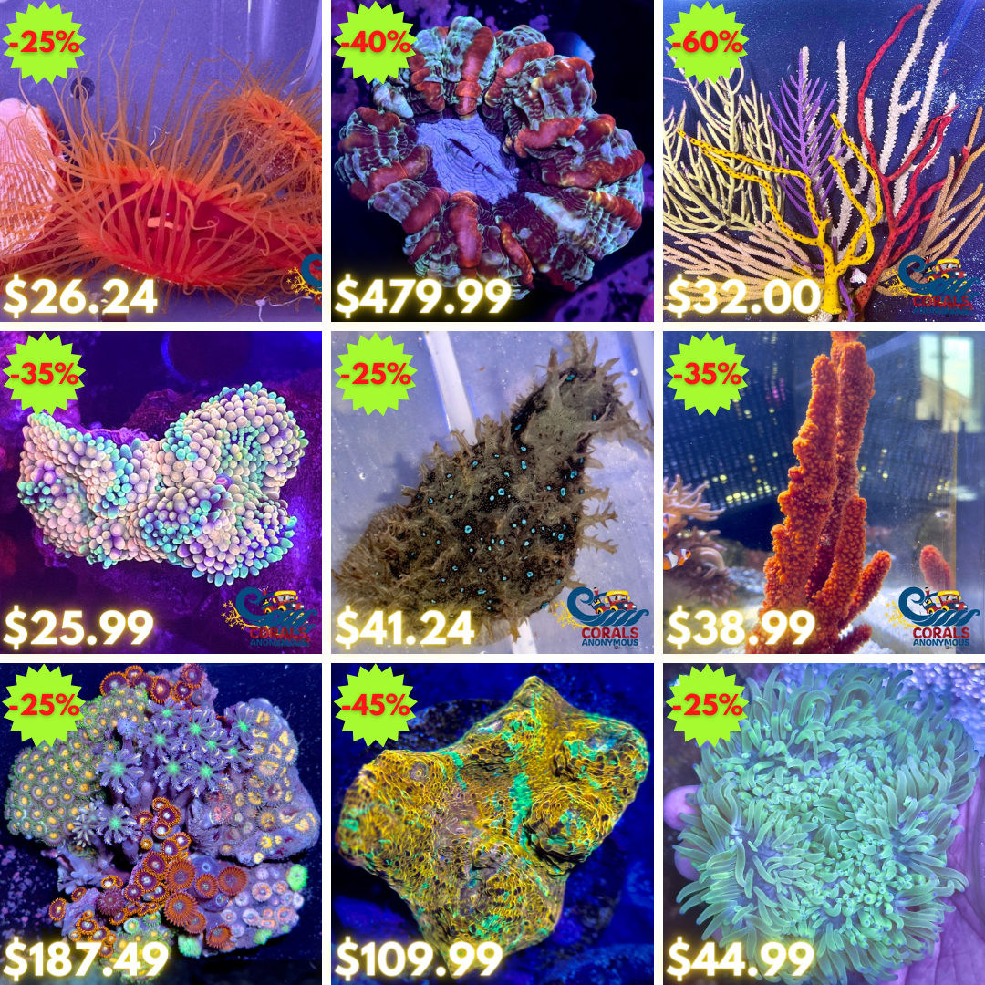 REEF2REEF COLLAGE (22).png