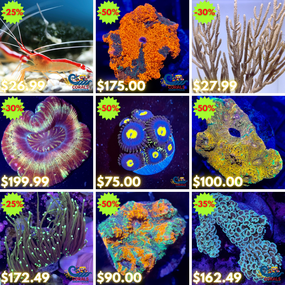 REEF2REEF COLLAGE (23).png