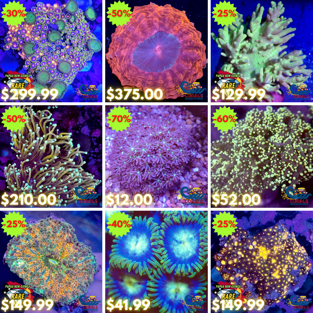 REEF2REEF COLLAGE (29).png