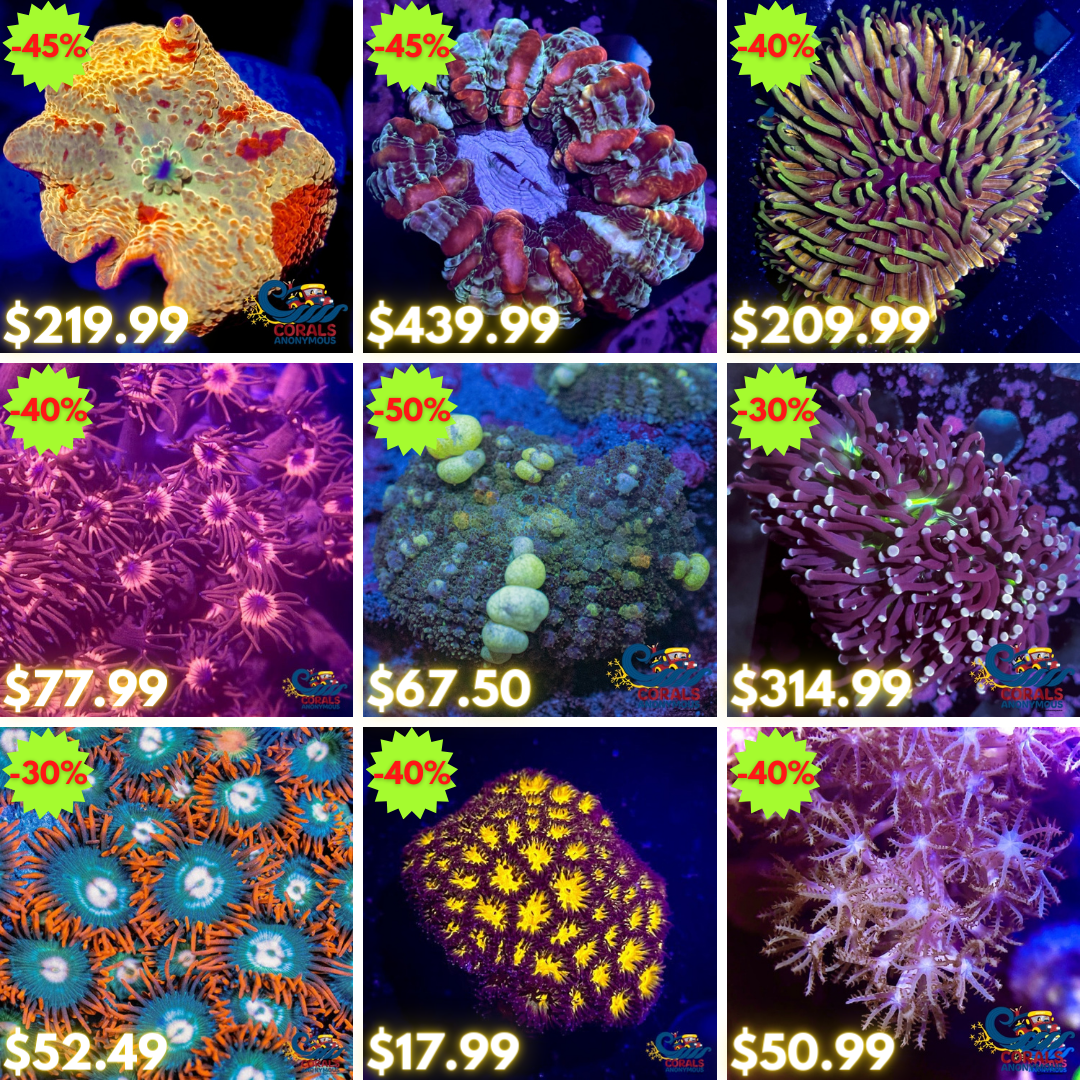 REEF2REEF COLLAGE (3).png