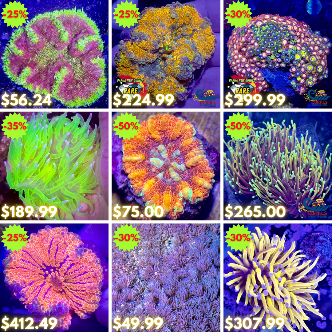 REEF2REEF COLLAGE (31).png