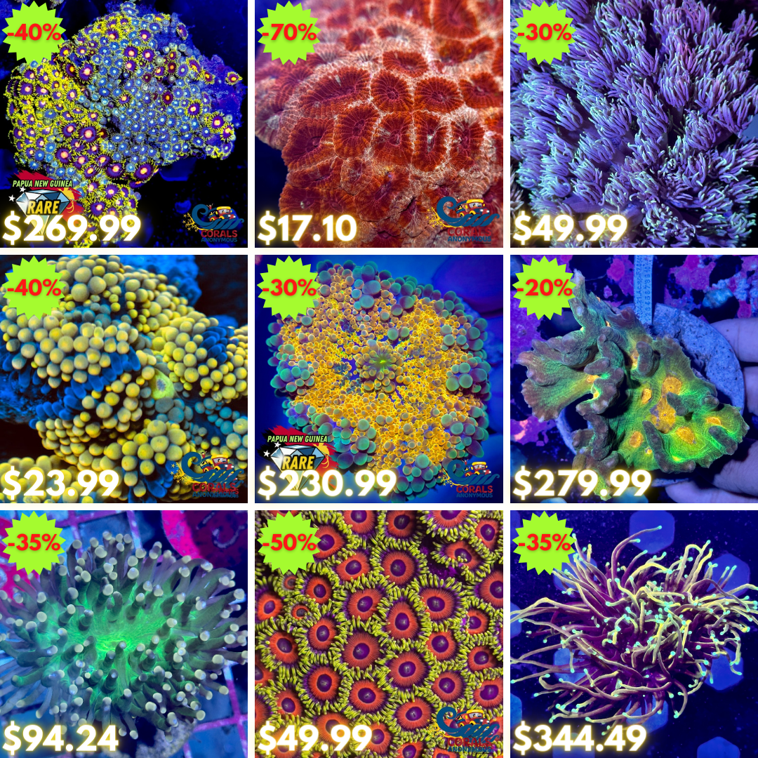 REEF2REEF COLLAGE (32).png