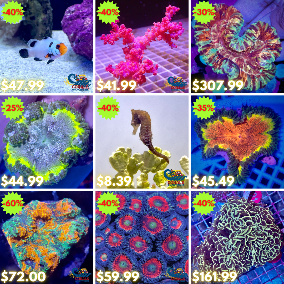 REEF2REEF COLLAGE (33).png