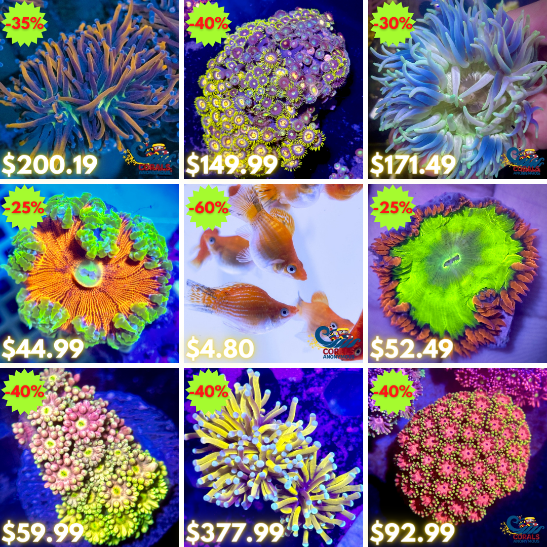 REEF2REEF COLLAGE (34).png