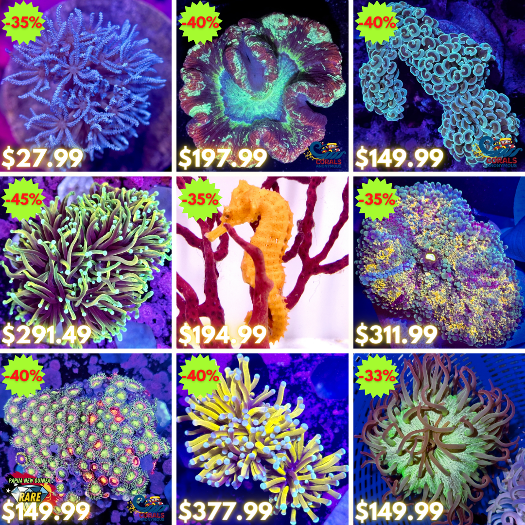 REEF2REEF COLLAGE (35).png