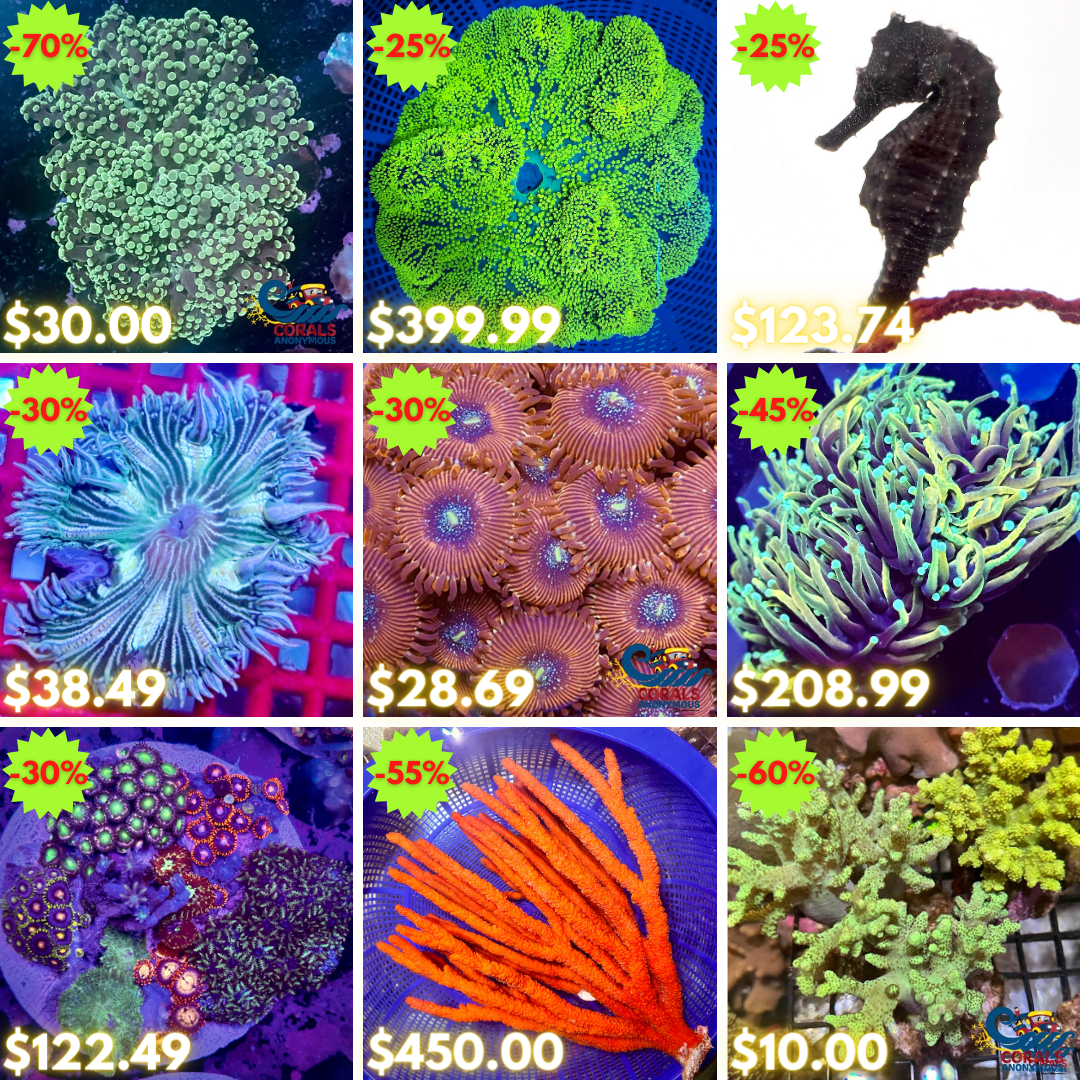 REEF2REEF COLLAGE (36).png