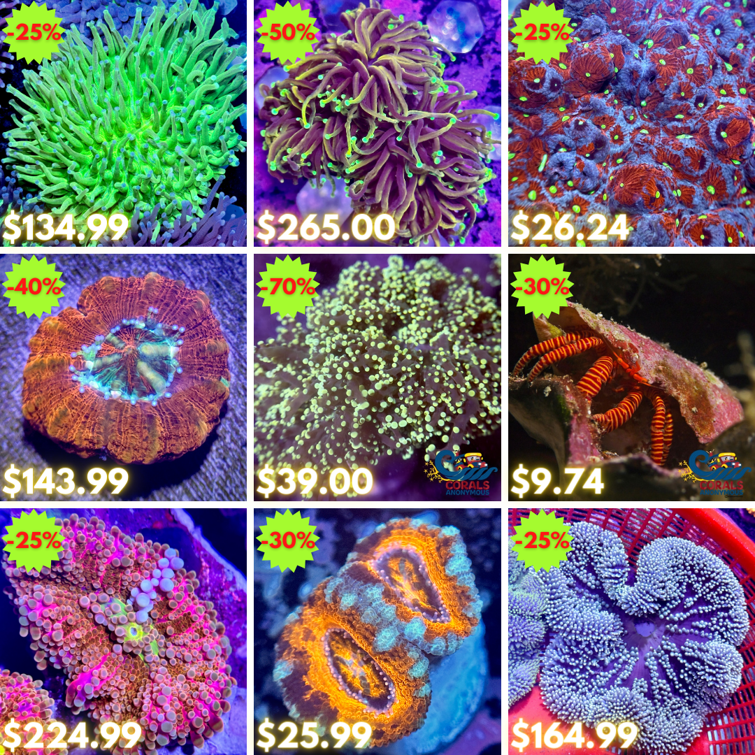 REEF2REEF COLLAGE (37).png