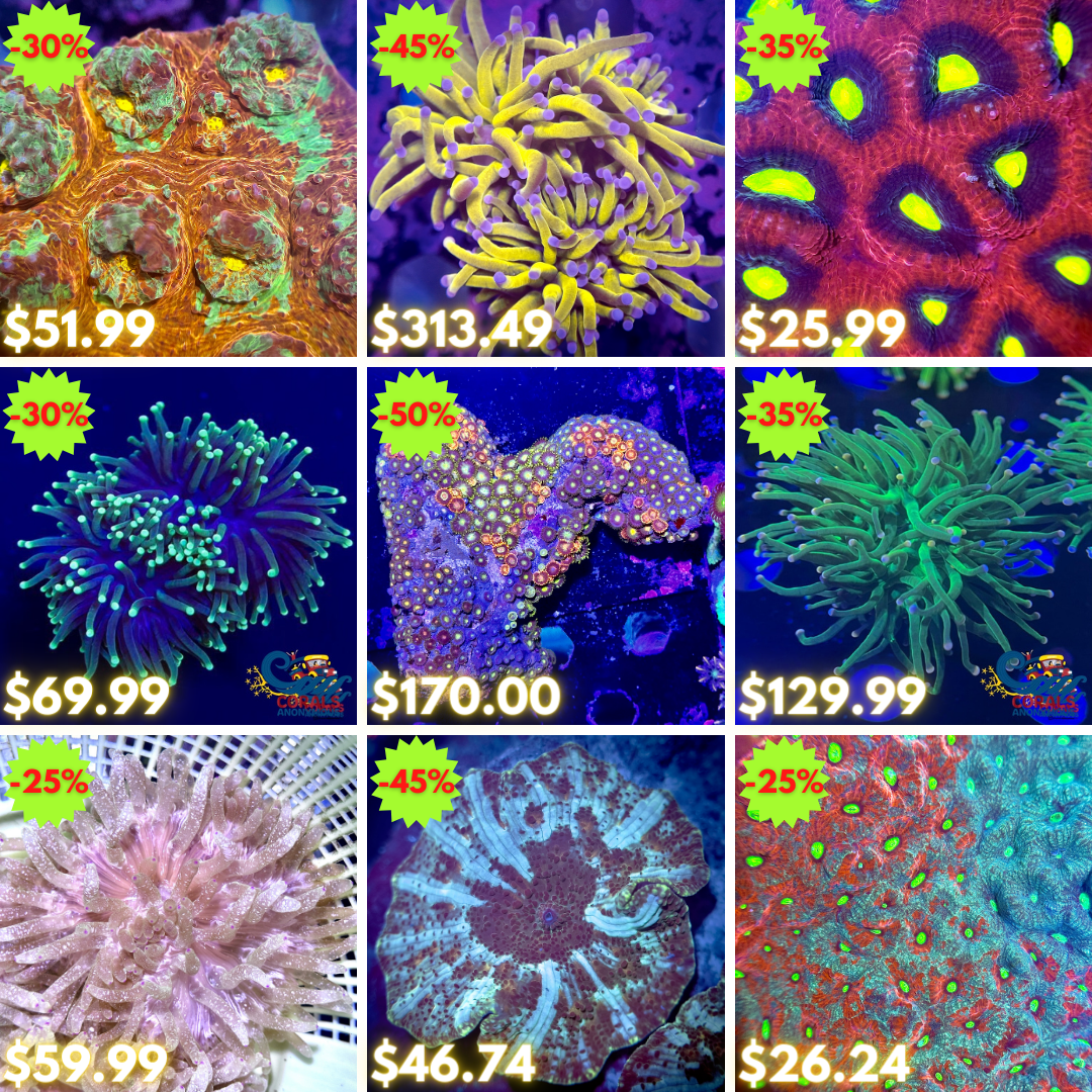 REEF2REEF COLLAGE (38).png