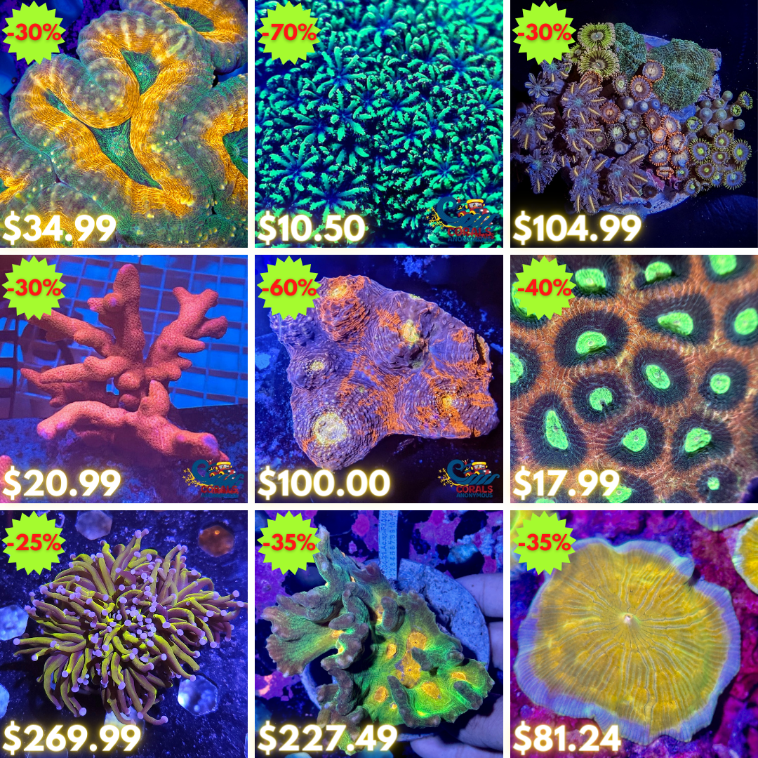 REEF2REEF COLLAGE (39).png