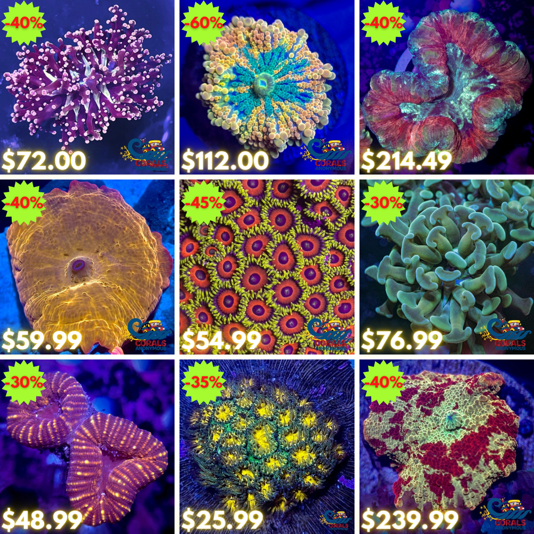 REEF2REEF COLLAGE (4).png