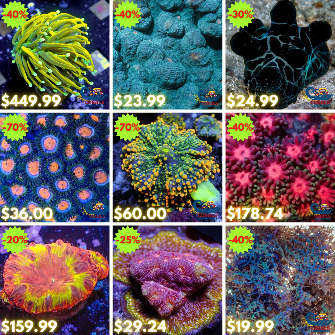 REEF2REEF COLLAGE (4).png