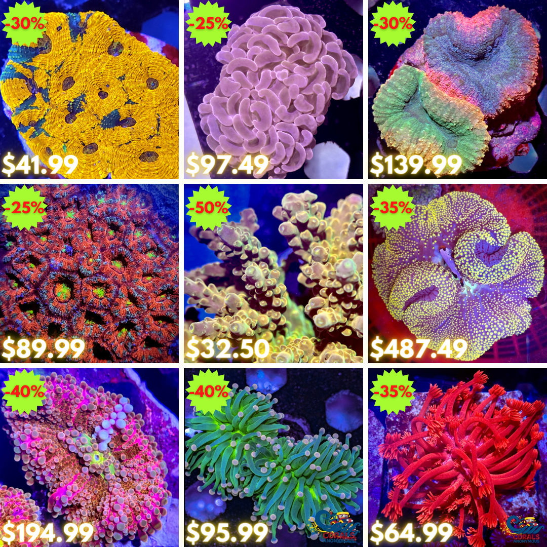 REEF2REEF COLLAGE (40).png