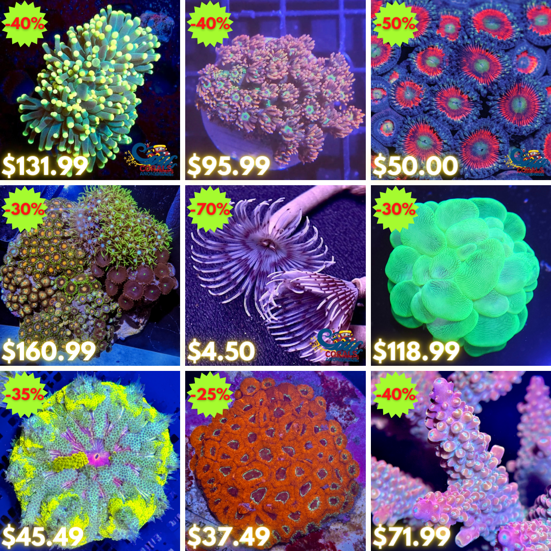 REEF2REEF COLLAGE (41).png