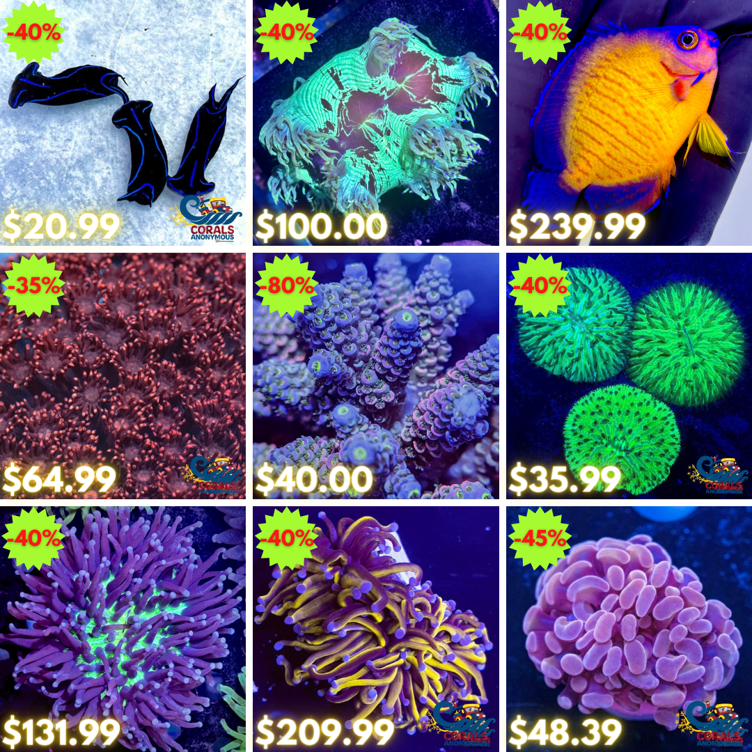 REEF2REEF COLLAGE (42).png