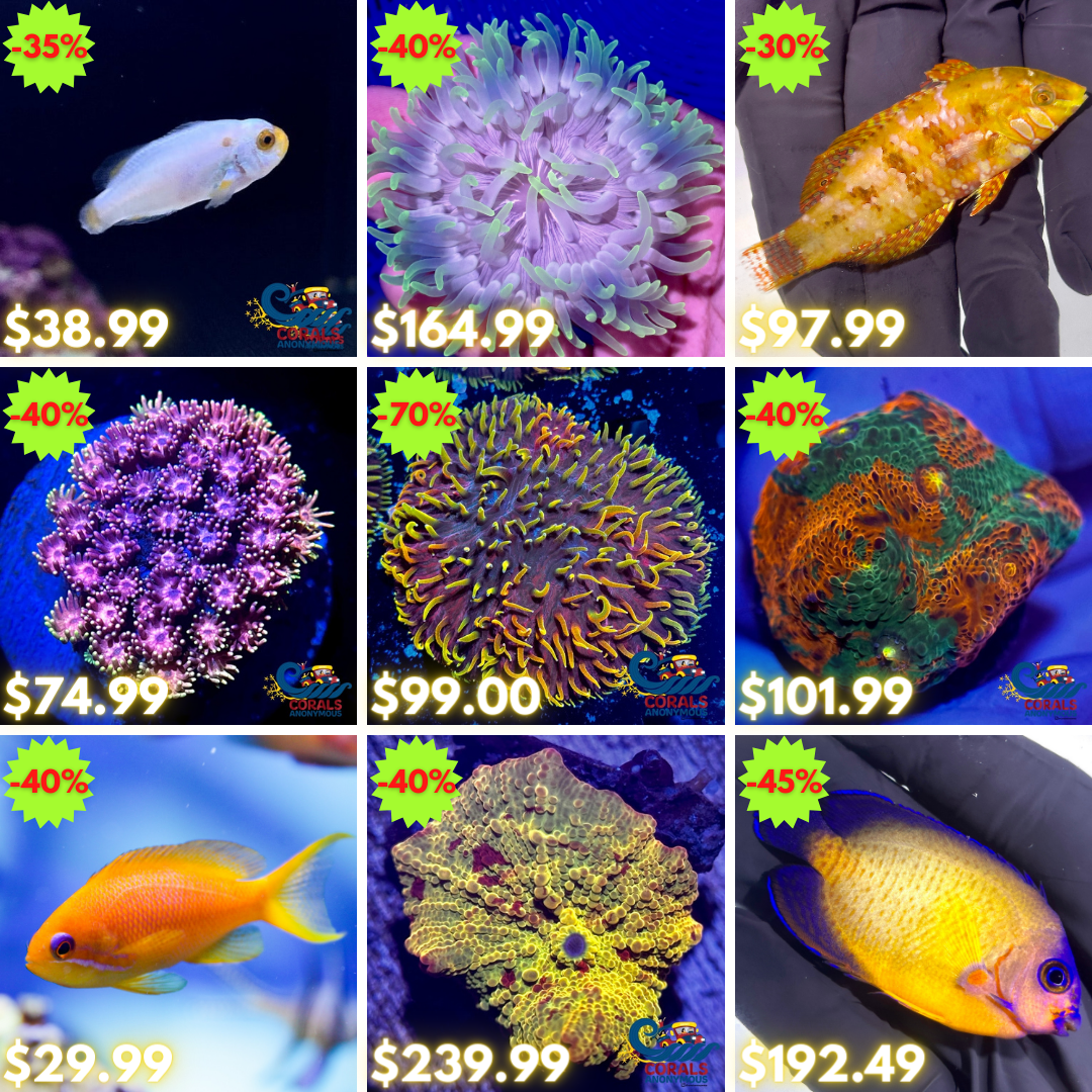 REEF2REEF COLLAGE (44).png