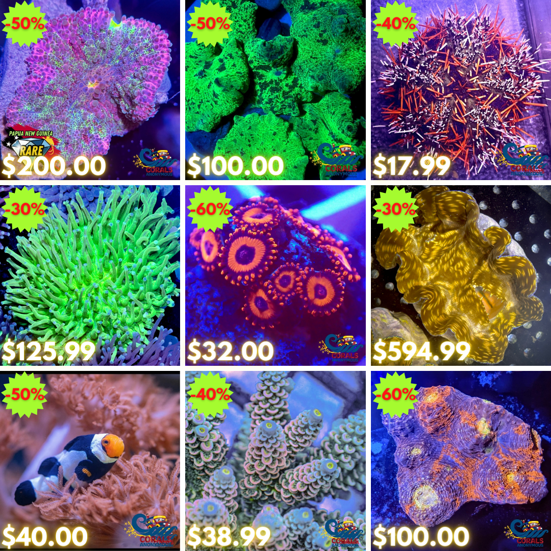 REEF2REEF COLLAGE (45).png