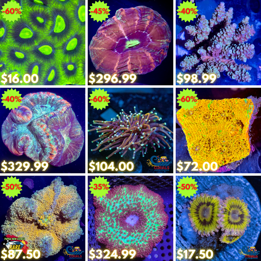 REEF2REEF COLLAGE (46).png