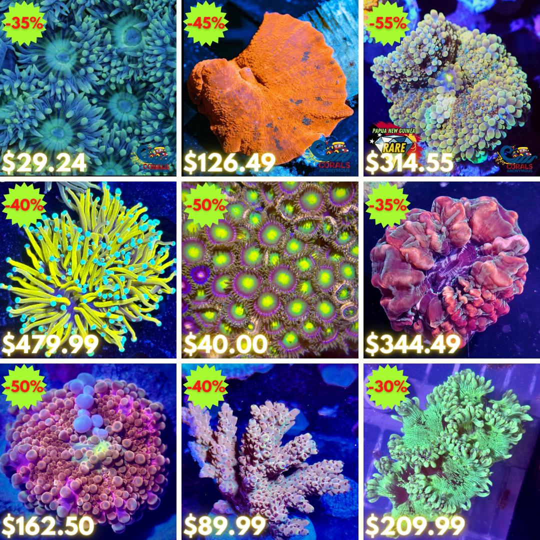 REEF2REEF COLLAGE (47).png